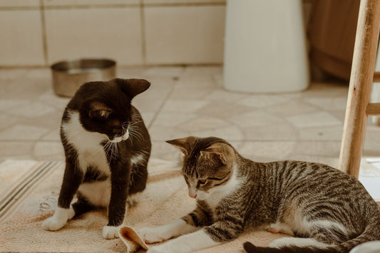 arbre a chat pour 2 chats