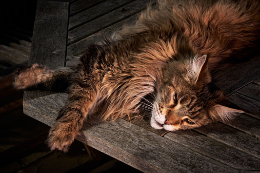 arbre à chat xxl pour maine coon