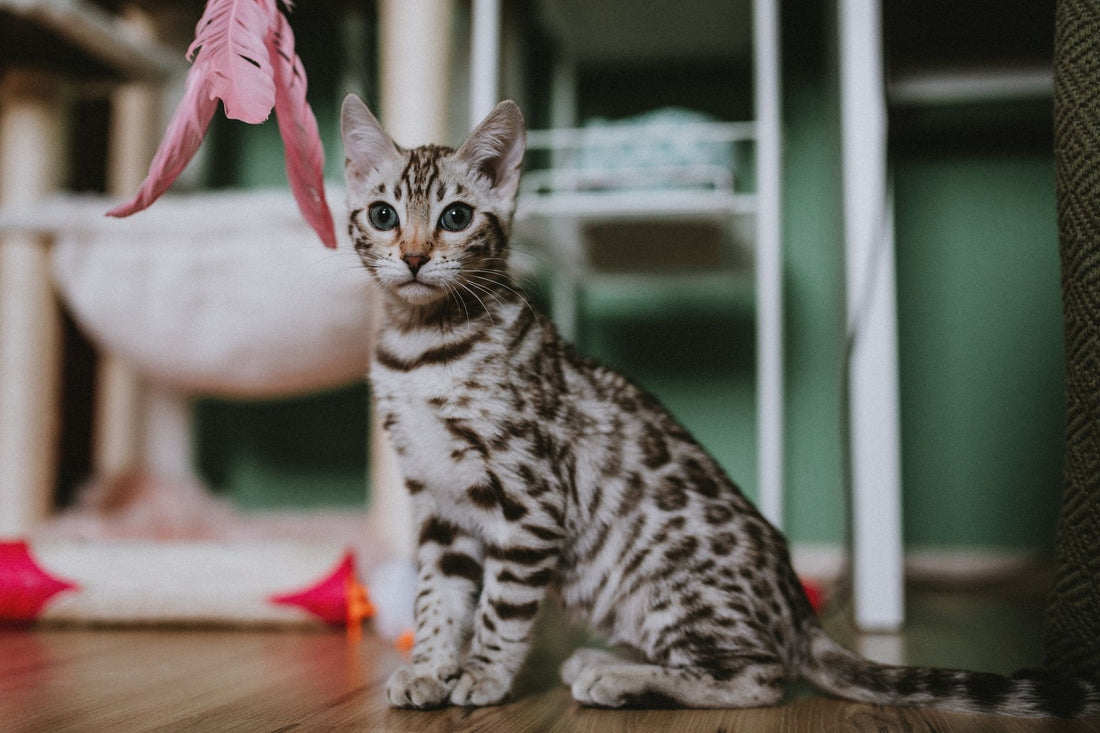 arbre à chaton
