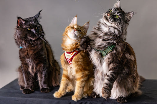 arbre a chat maine coon