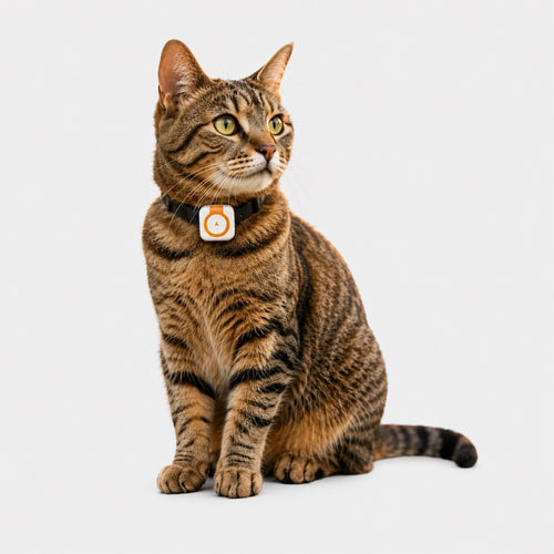 Collier GPS pour Chat avec Carte SIM 4G