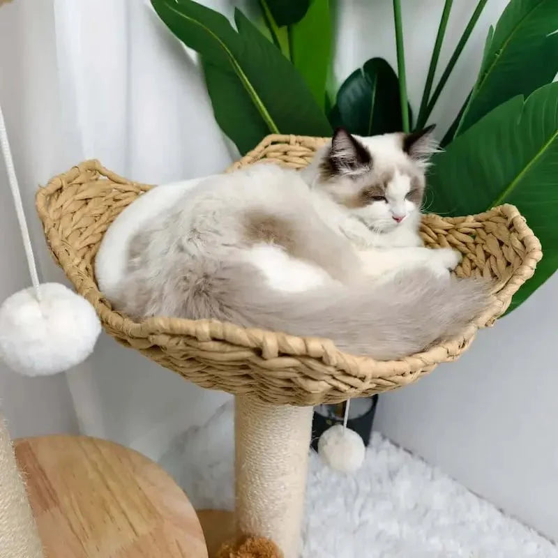 Arbre à Chat Design Luxe et Griffoir