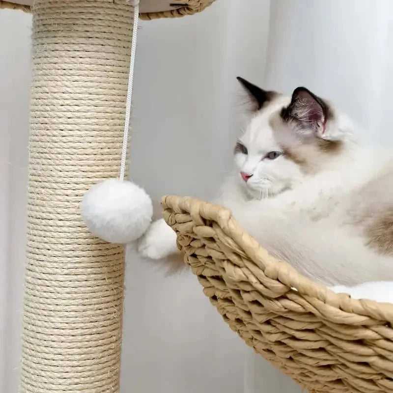 Arbre à Chat Design Luxe et Griffoir